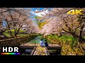 Japan Cherry Blossoms 2023 - Riverside Sakura in Kanagawa // 4K HDR