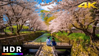 Japan Cherry Blossoms 2023 - Riverside Sakura in Kanagawa // 4K HDR