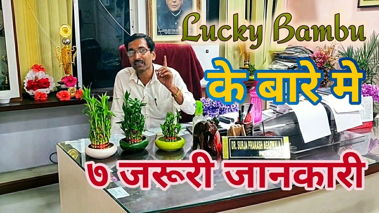 लकी बम्बू  के बारेमें 7 जरूरी जानकारी। 7 important facts about Lucky Bamboo you must know