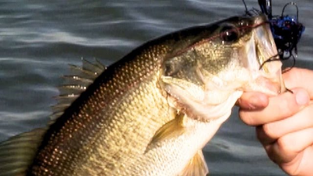 Big Bass Below the Border: MazatlÃ¡n, Part 2