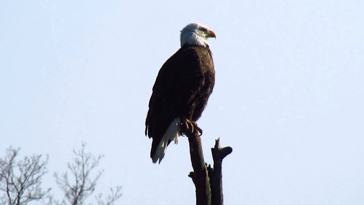 camera iphone 8 plus apk Bald Eagle