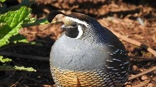 California Quail Sounds & Behavior | Observing Wild Backyard Quail screenshot 3