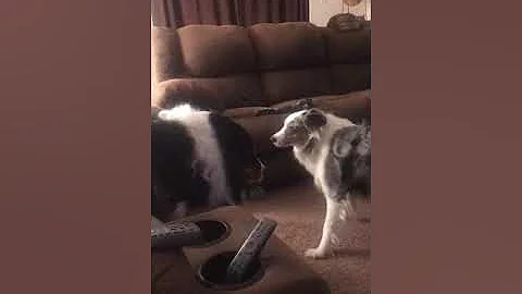 Aussies Prada and Gucci play fighting