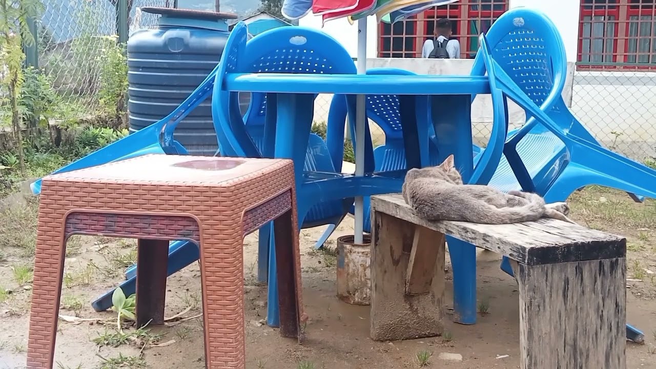 Dog Reall Prank Video collection 😂😂 Top 16 😱😱1.3M views 