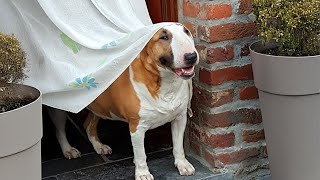 Dogs Cant Stop Being Hilarious On The Internet Funny Animals Video 2025