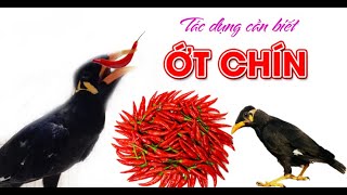 Ớt có tác dụng gì đối với chim nhồng,chim yểng ( Chili is good for birds and ) | Nhà Nông Phú Nguyễn