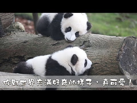《熊貓早晚安》你對世界充滿好奇的樣子，真可愛！| iPanda