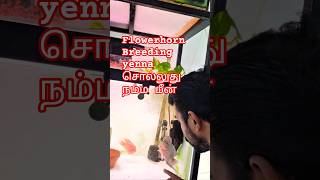 FLOWERHORN BREEDING என்ன சொல்லு நம்ம மீன் #flowerhornbreeding #tamilfun #tamilfish #fishkeepinghobby