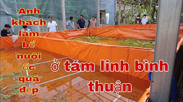 GIAO ỐC BƯƠU ĐEN GIỐNG Ở TÁM LINH BÌNH THUẬN-TRẠI ỐC VĂN HẢI