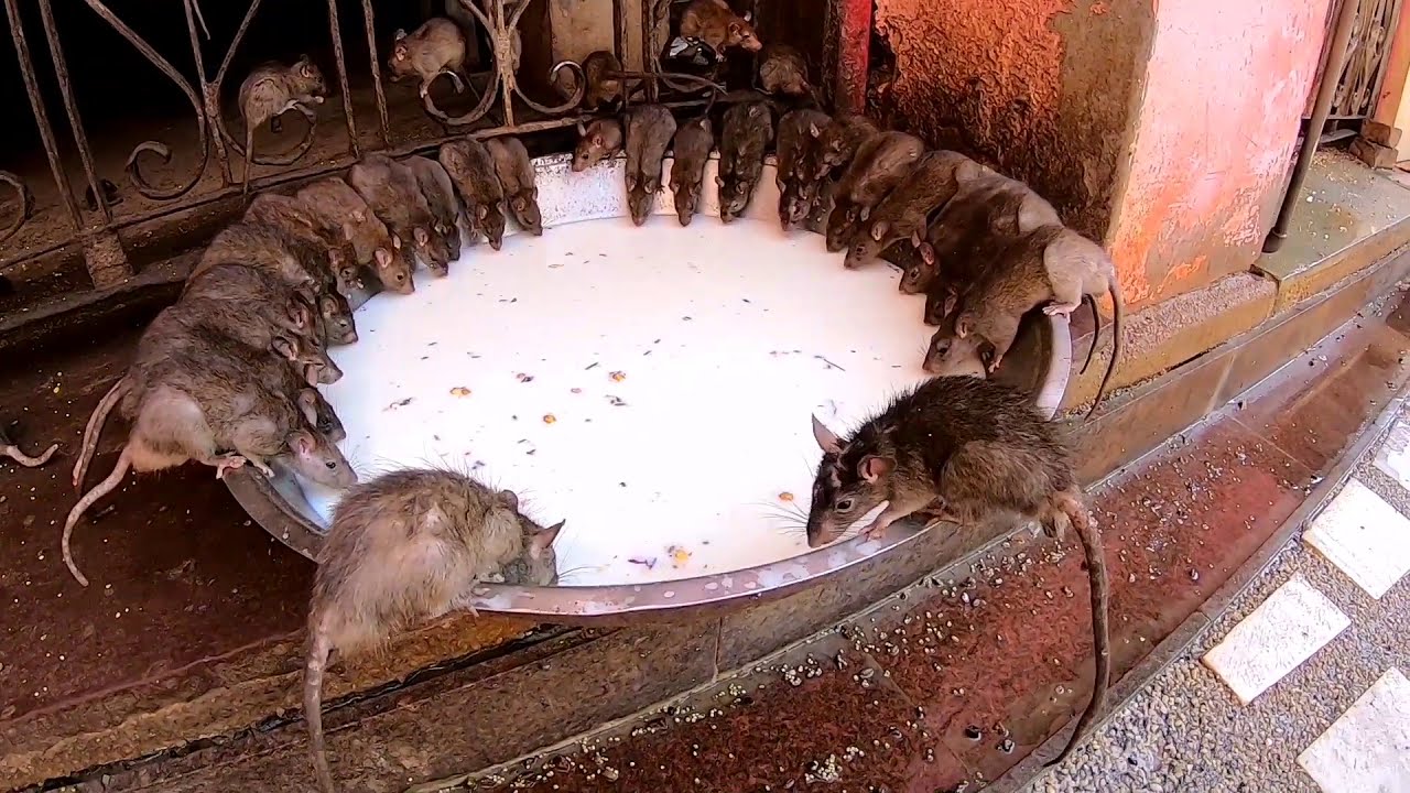 （印度库存15）印度有一座庙，庙里供奉2万多只老鼠，顿顿喝牛奶，恐怕只有印度才有这种操作了  | 女骑士Jane