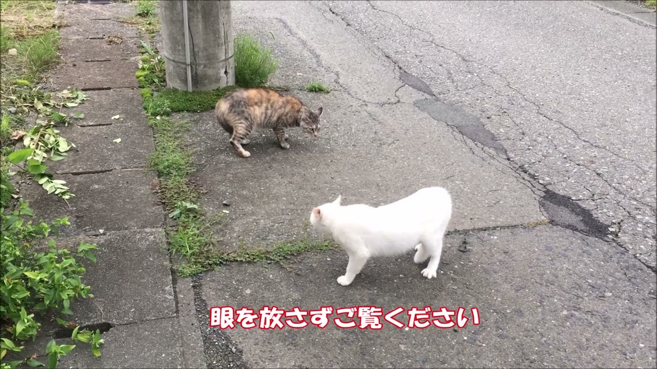 ネコのケンカ（全編）