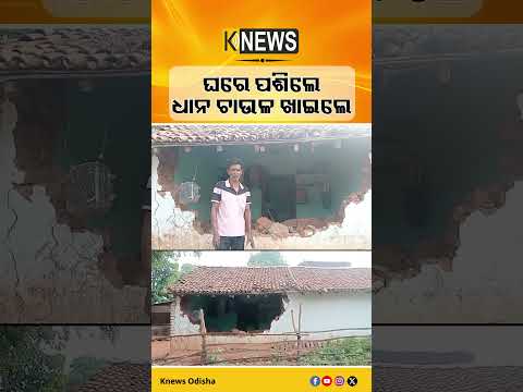 ଘରେ ପଶିଲେ ଧାନ ଚାଉଳ ଖାଇଲେ #knewsodisha
