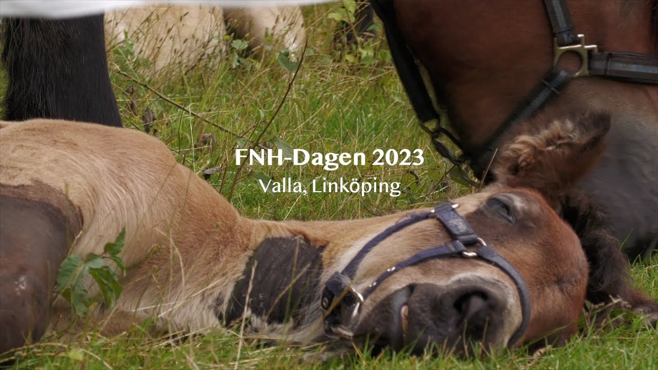 FNH Dagen 2023 Valla Linköping, Föreningen Nordsvenska hästen