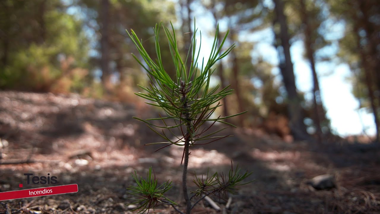 INCENDIOS, LA VIDA QUE SE ABRE PASO TRAS EL FUEGO