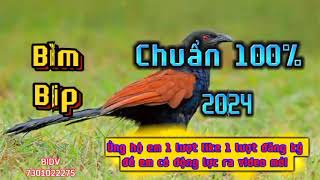 Tiếng bìm bịp chuẩn nhất 2024 | Tiếng chim bìm bịp mòi | bìm bịp mới