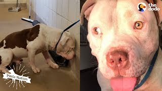 The Most Amazing Pit Bull Transformations Ever | The Dodo Pittie Nation
