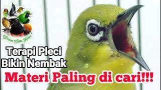 Masteran Pleci Bikin Nembak Sadis!!!Materi Terbaru paling di Cari!!!