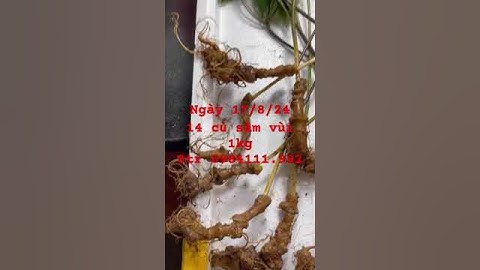 14 củ sâm ngọc linh vùi giá tốt ngày 17/8/2024 #sâm_ngọc_linh