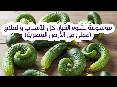 تشوة الثمار في الخيار الاسباب والوقايه