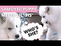 Getting Our Samoyed Puppy a Little Sister | First 24 Hours