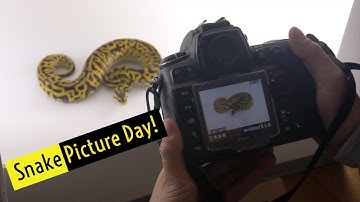 BALL PYTHON HOLDBACKS + PICTURE DAY | Royal Canadian Reptiles