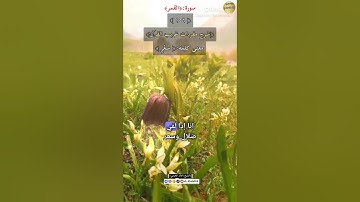 معنى كلمة:(سُعُر) ١٥٦-شرح مفردات غريب القرآن ،سورة القمر، الشيخ خالد الحرمي.
