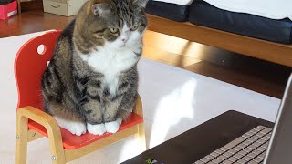 「まるのためのビデオ」鑑賞会とねこ。'Video for Maru' Viewing Party and cats.