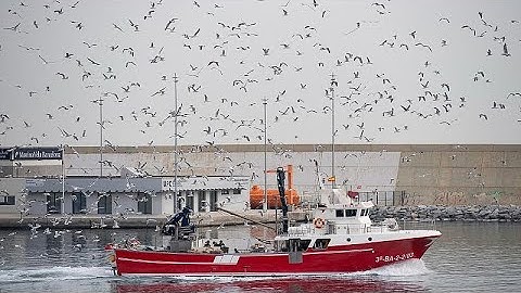 L'industrie de la pêche face à la surexploitation des océans