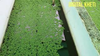सालभर हरा  चारा, Azolla-Aquatic Fern-Green Fodder for Animal,
