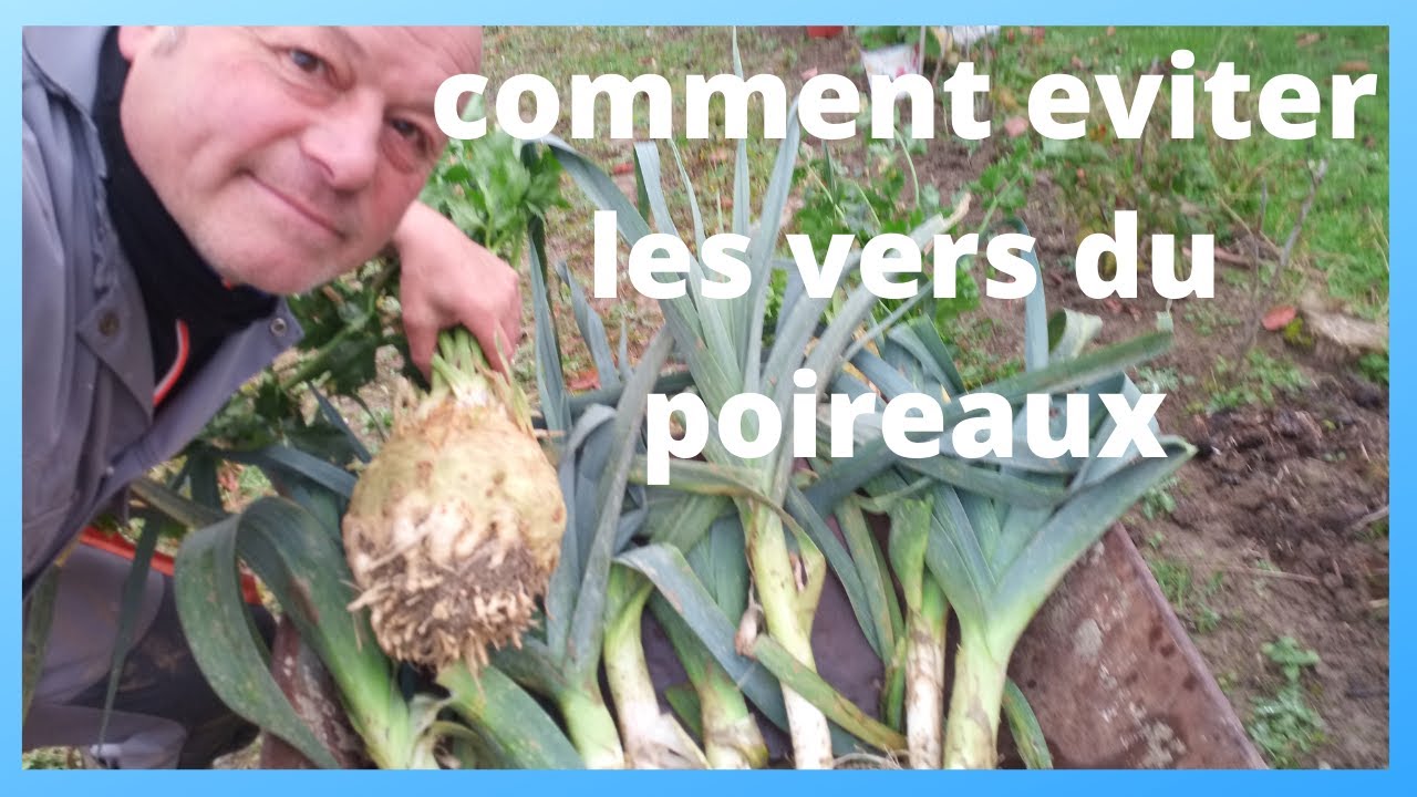 comment éviter les vers dans vos poireaux. - YouTube