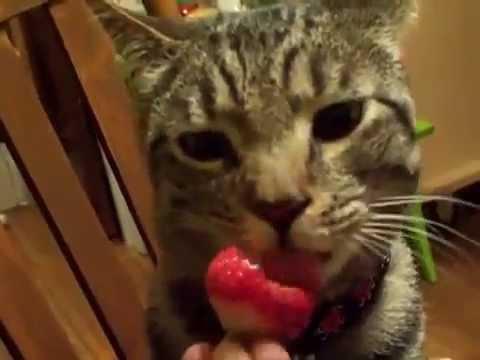 44 Best Photos Could Cats Eat Strawberries - Greek Yogurt with Strawberries Recipe | EatingWell