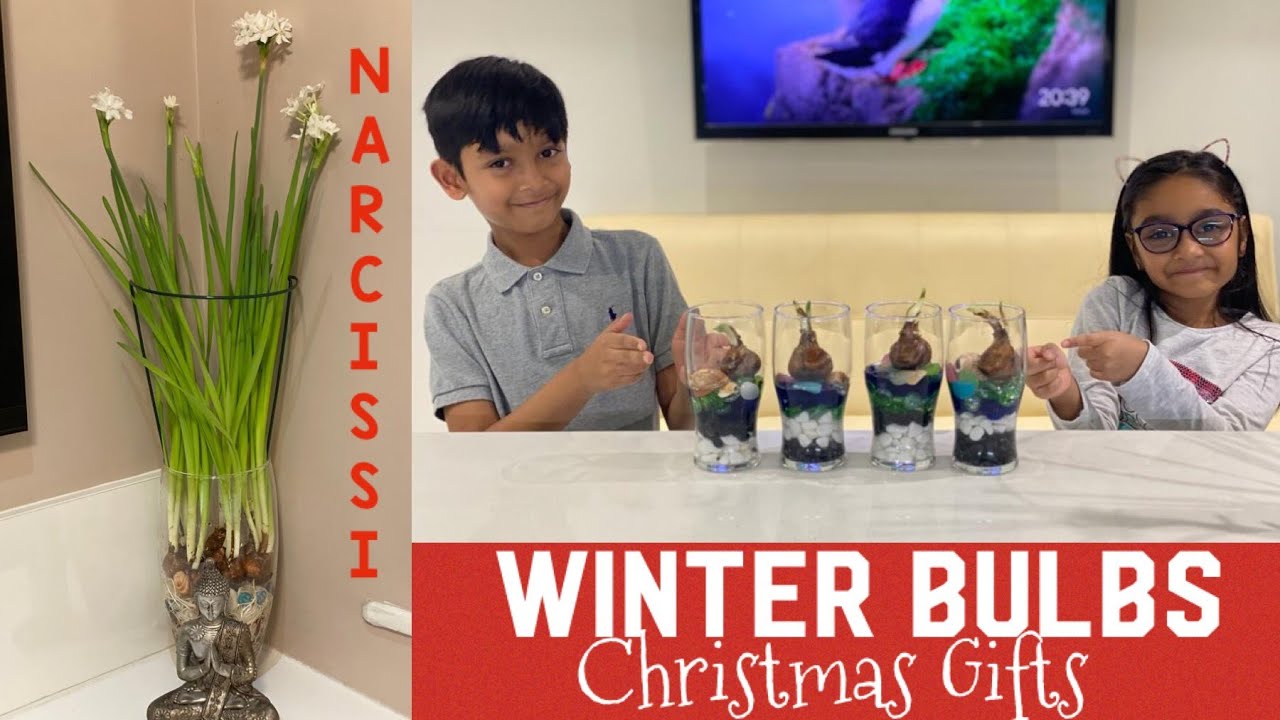 Indoor Winter Bulbs || Christmas Gifts for Family, Friends & Teachers || Beautiful Indoor Plants