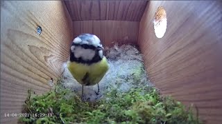 14th April 2021 - Blue tit nest box live camera highlights