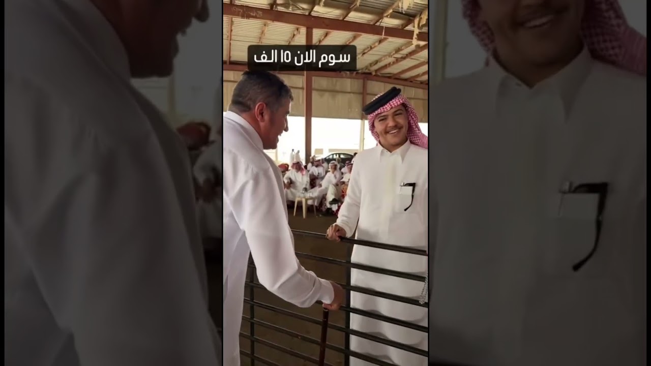 تغطية في مزاد حايل - سوق الاغنام  يوم الجمعة 1447/3/6هـ