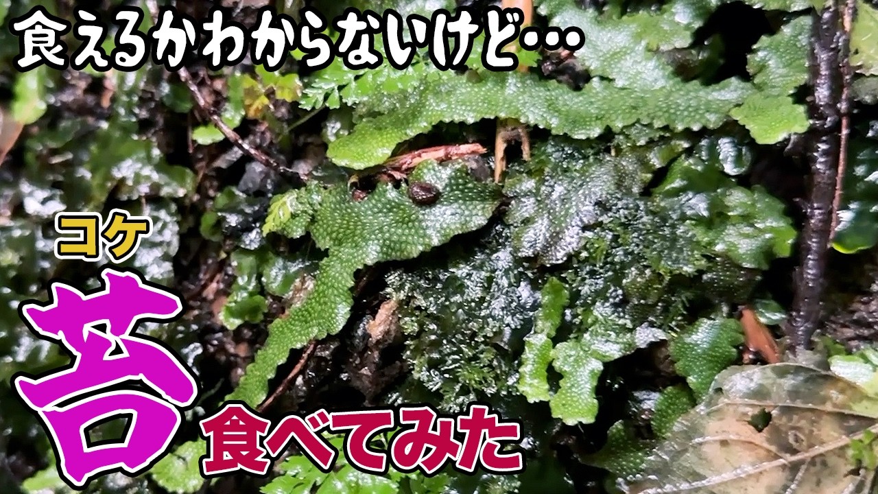 食えるかわからないけど…苔（コケ）食べてみた