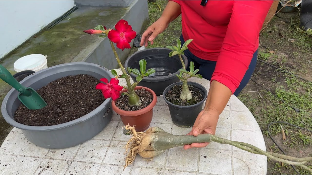 NÃO REPLANTE SUA ROSA DO DESERTO ANTES DE VER ESTE VÍDEO