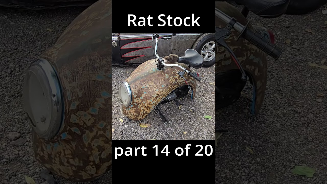 rat stock 14