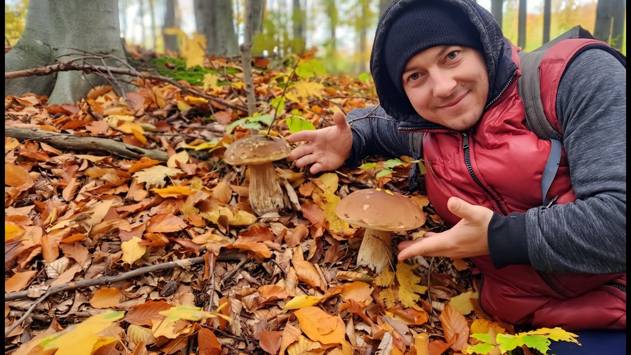 ЯК ЗНАЙТИ ? ТА ДЕ РОСТУТЬ БІЛІ ГРИБИ ?Жовтень 2025