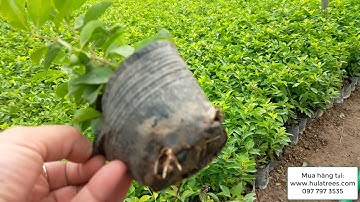 Bán buôn cây chuỗi ngọc số lượng hàng vạn cây 0977973535