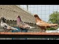 Бакинские бойные голуби / Jucatori de Baku ( Геннадий Спасибов , Донское, Россия )
