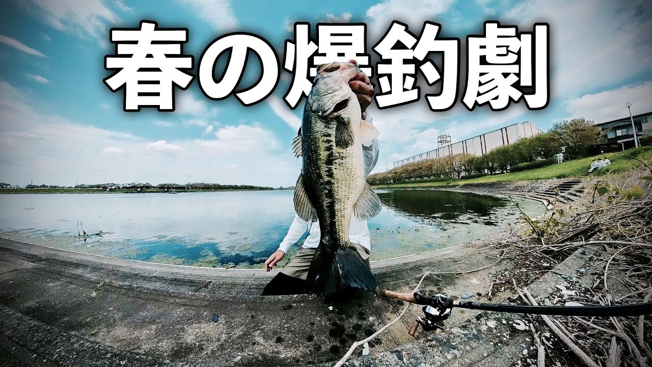権現堂川でバス釣り　5連発bass fishing