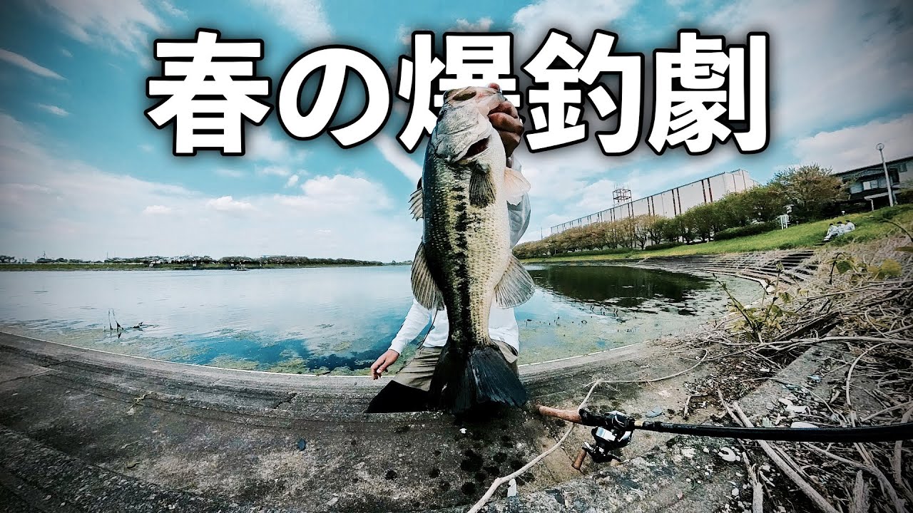 【埼玉バス釣り】権現堂川で春満開5連発bass fishing