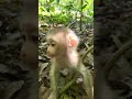 Watch Our Adorable Pig-tail Monkeys Stay Away from Roads & Temples! 🐒❤️#virals #monkey #Angkorwat