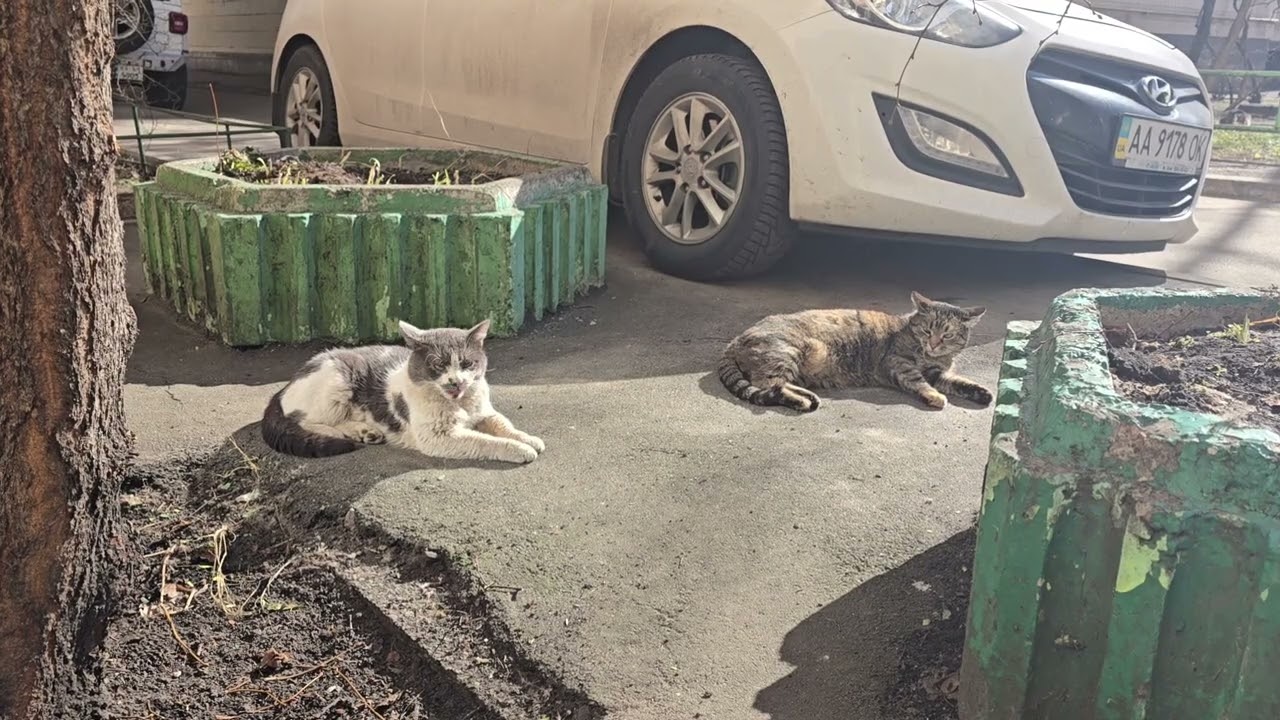 ЖІНОЧЕ СВЯТО... #cat #katze #ukraine #frühling #ukraine #kiev