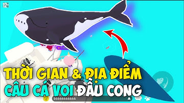 [PLAY TOGETHER] Thời Gian Địa Điểm Săn Cá Voi Đầu Cong Thành Công 100%,