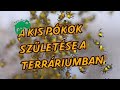 Kispkok szletse a terrriumban 