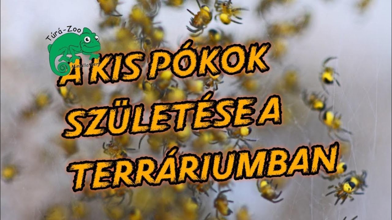 KISPÓKOK SZÜLETÉSE A TERRÁRIUMBAN :)