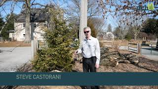 39th & ½ Rare Plant Auction® - Skylands