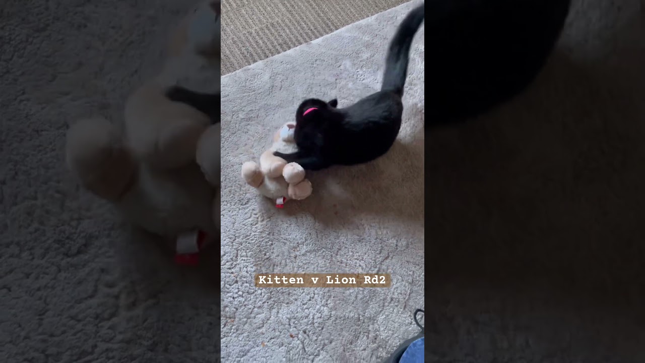 Kitten v Lion Rd2 soft toy fight, who will win?