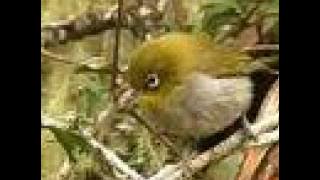 Cape White-eye, Zosterops pallidus, Glasogie